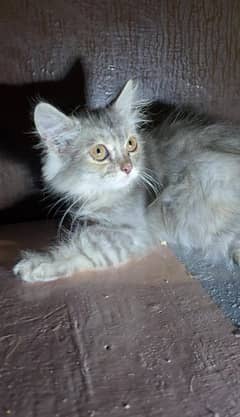 Persian kittens for sale 2 females and one male