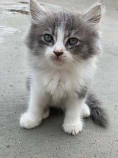 Persian kittens male