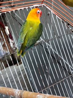 lovebird pair for sale with 2 chicks