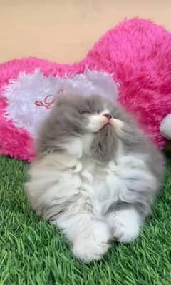 Persian kitten | triple long coated Kittens |  03407399480 WhatsApp