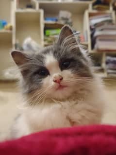 Double coat male fully vaccinated cat