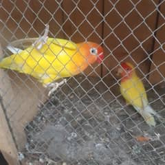 latineu pair