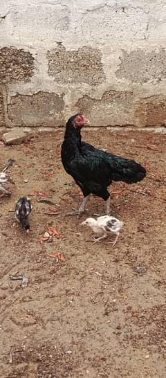 mushka murgi 4 bachon k sath