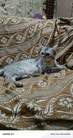 on heat female available.