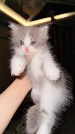 Persian kittens