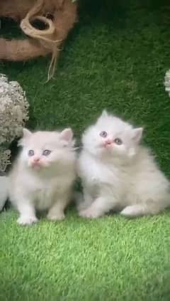 Persian kitten triple coat pair for urgent sale  WhatsApp 03706577151