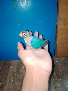 hand