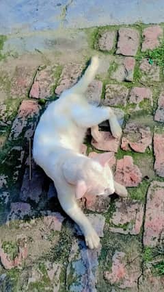 Persian Cat/kitten for sale/Doll Face/Cute Kitten for Sale