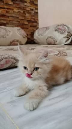 kitten