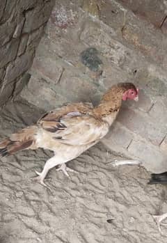 Pure Jagiri hen
