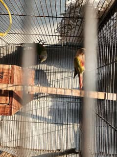 parrots