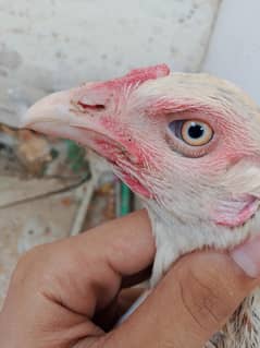 aseel Sindhi murgi for sale or exchange with aseel Heri or mushki murg