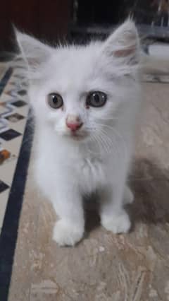kitten for sale 45 days