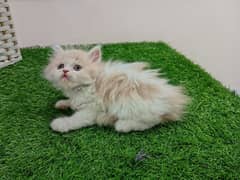 Persian kittens