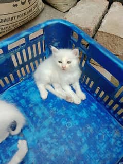 Persian