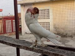 Gobara female