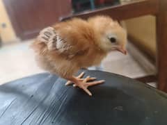 chicks