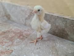 chicks