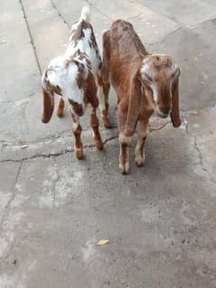 Desi goats for urgent sale in sheikhupura