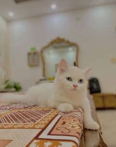 Persian cat | Persian kittens |Triple Coated Kittens Cat