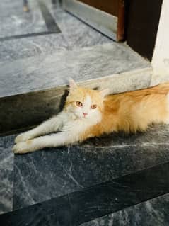 Pet