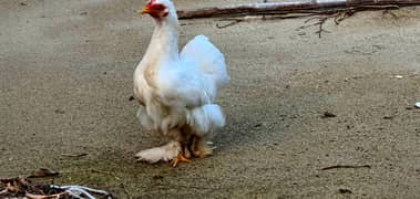 White Bantam