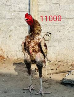 Aseel Murgha or murghi for sale