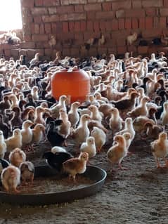 golden misri chicks| Desi Chicks | چوزہ | hens | Chicks /hen