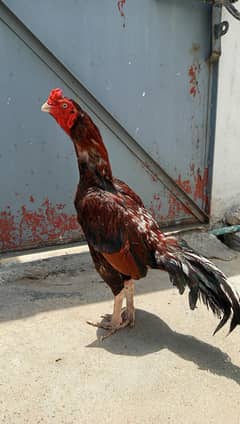 Aseel miawali lakha murgha for sale.