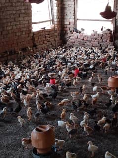 golden misri chicks| Desi Chicks | چوزہ | hens | Chicks /hen
