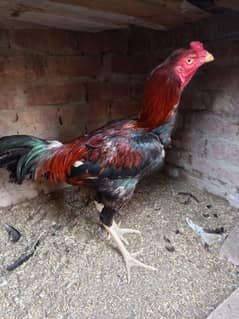 Thai Aseel