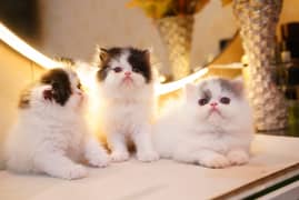 high quality kitten|Punch face Kittens|persian cat|cute|tripple|fluffy