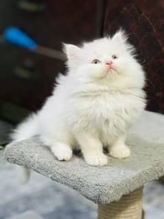high quality kitten|Punch face Kittens|persian cat|cute|tripple|fluffy