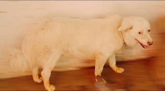 dog for sale
