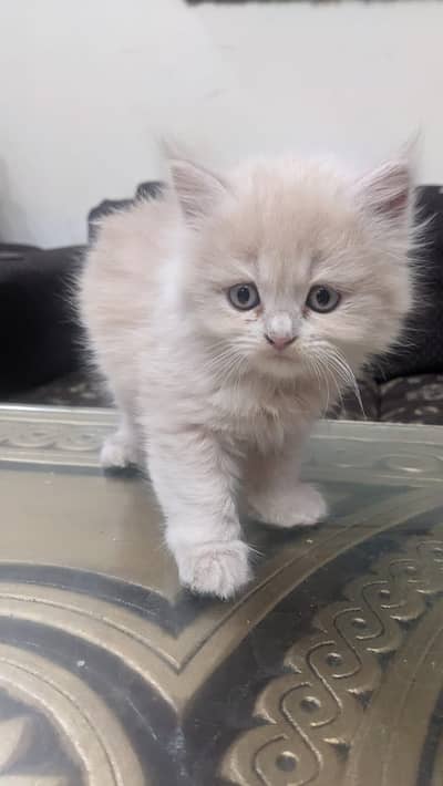 Persian cat