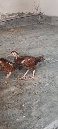 Japanese shamo chick's