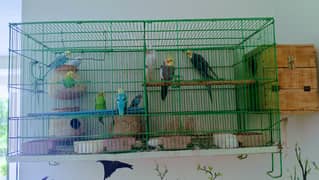 budgies and cockatiel with cage