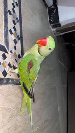 Parrot