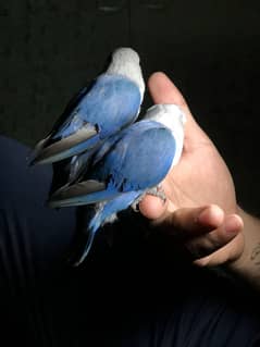 HAND