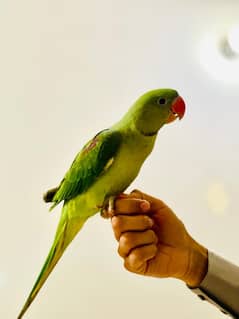 male
