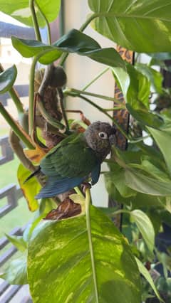 Conure