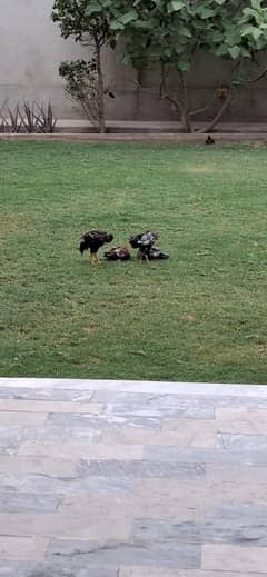 5 chicks (age 3 months)