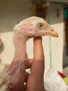 high quality Aseel Heera chicks for sale
