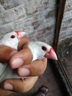 white java and gray java