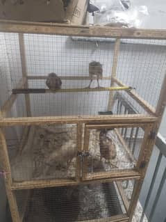 Hen