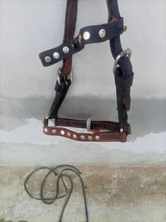 horses lather halter