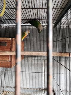 parrots