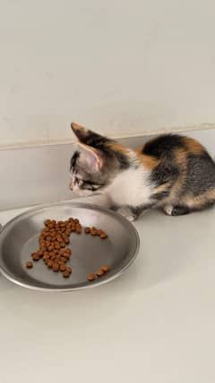 kitten
