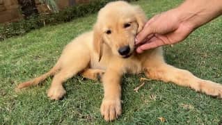 American puppy | golden retriever pedigree puppies | Puppy for sale