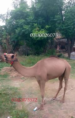 Camel